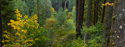 Pano test